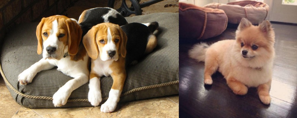 Pomeranian vs Beagle - Breed Comparison