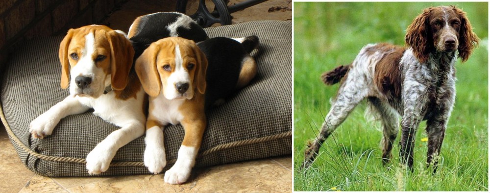 Pont-Audemer Spaniel vs Beagle - Breed Comparison