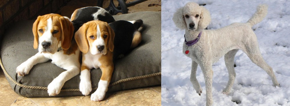Poodle vs Beagle - Breed Comparison