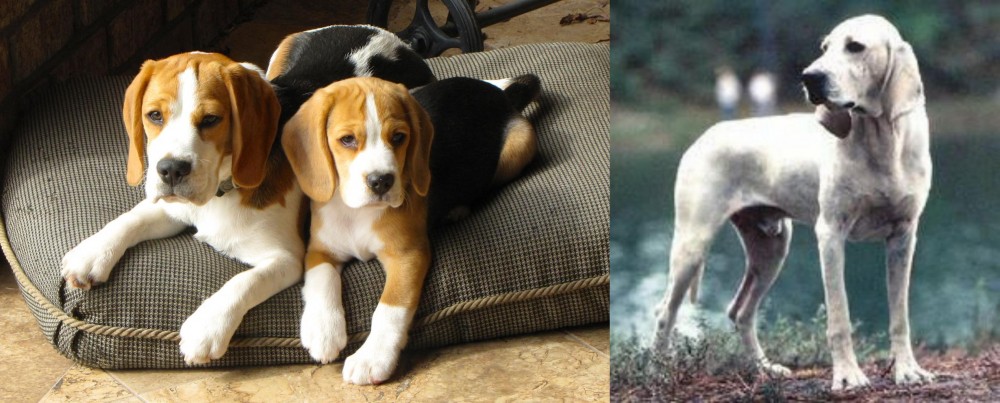 Porcelaine vs Beagle - Breed Comparison