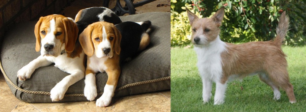 Portuguese Podengo vs Beagle - Breed Comparison