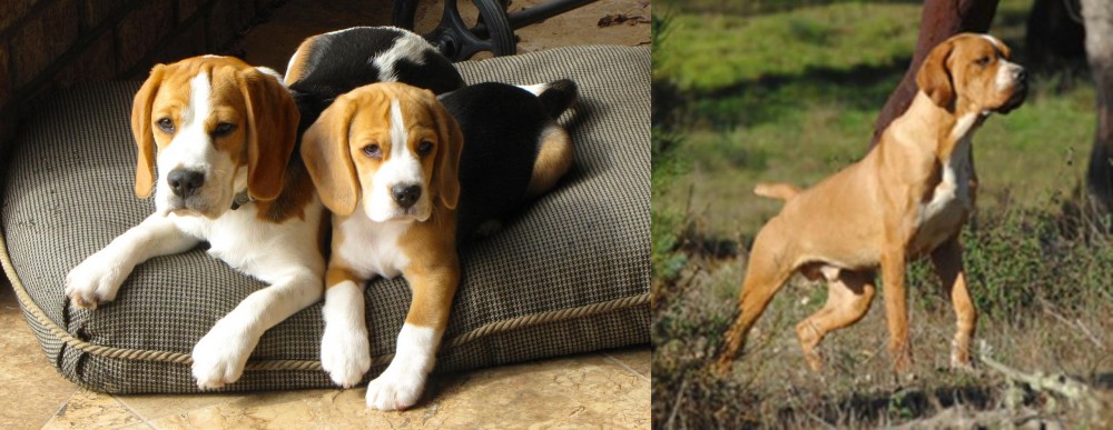 Portuguese Pointer vs Beagle - Breed Comparison