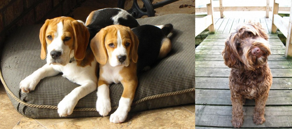 Portuguese Water Dog vs Beagle - Breed Comparison