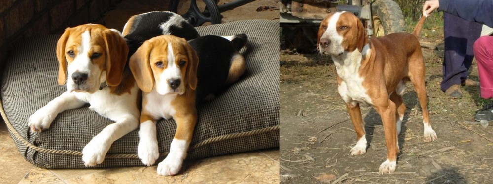 Posavac Hound vs Beagle - Breed Comparison