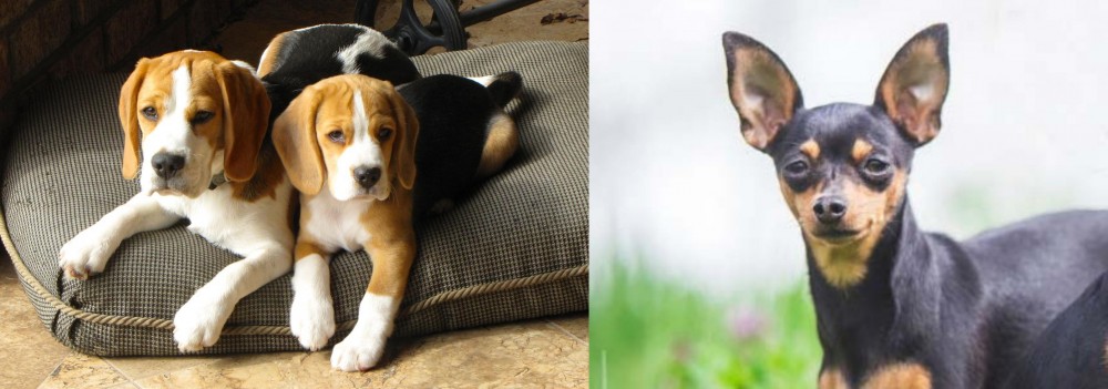 Prazsky Krysarik vs Beagle - Breed Comparison