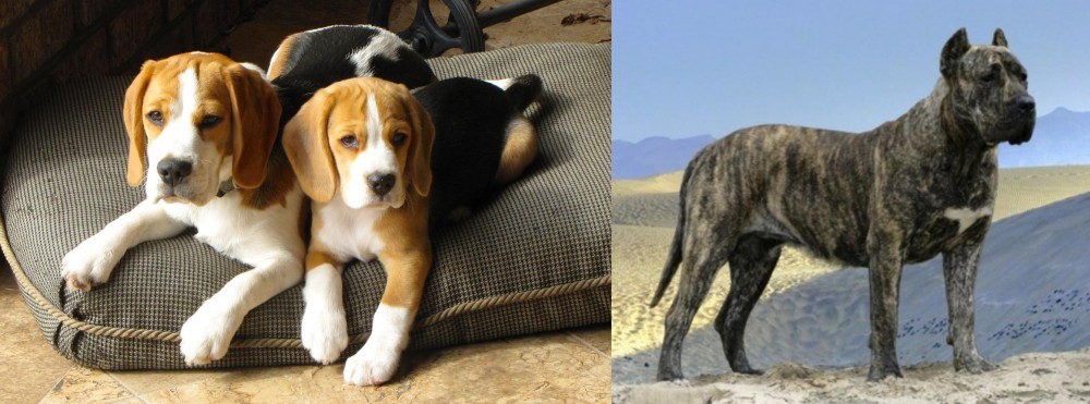 Presa Canario vs Beagle - Breed Comparison