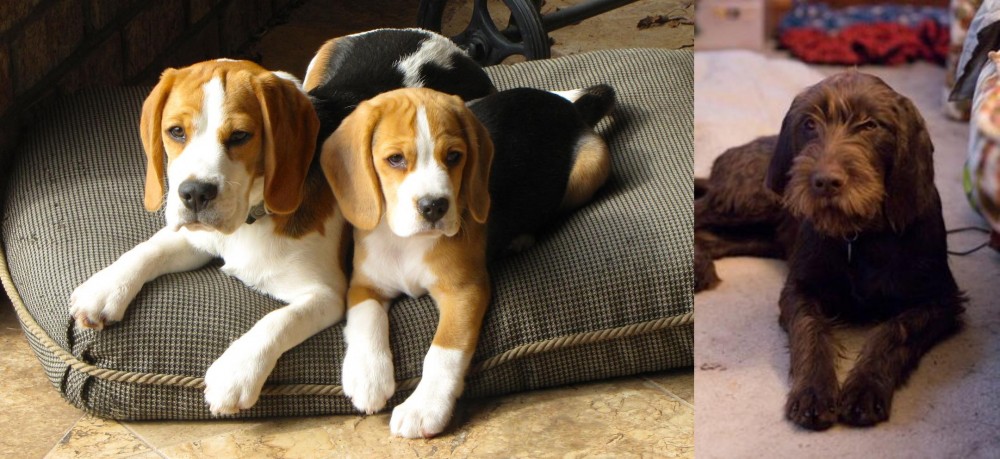 Pudelpointer vs Beagle - Breed Comparison