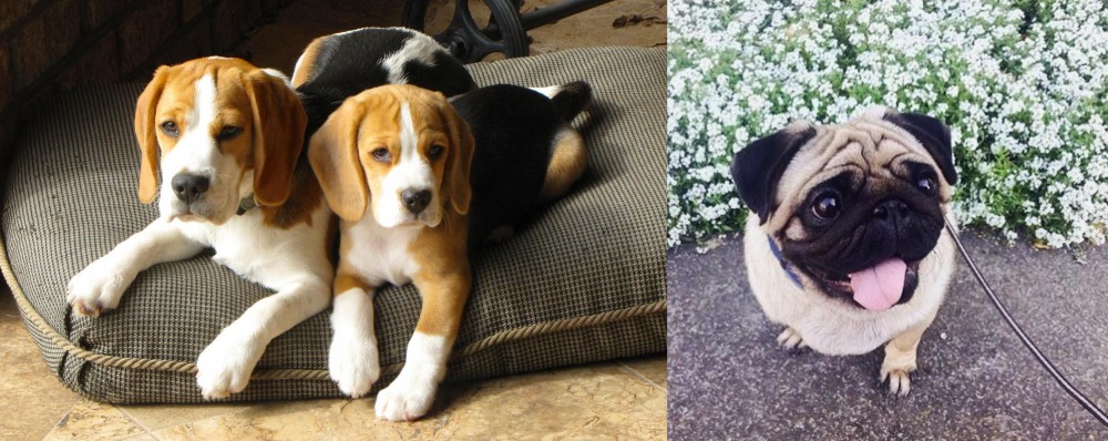 Pug vs Beagle - Breed Comparison