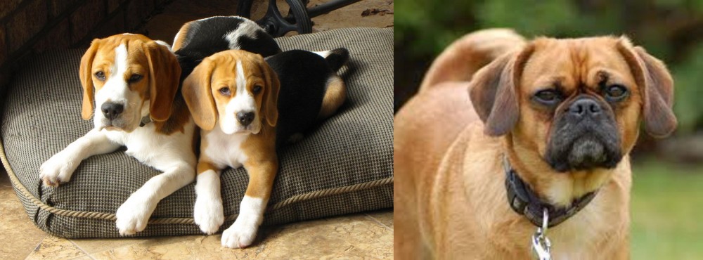 Pugalier vs Beagle - Breed Comparison