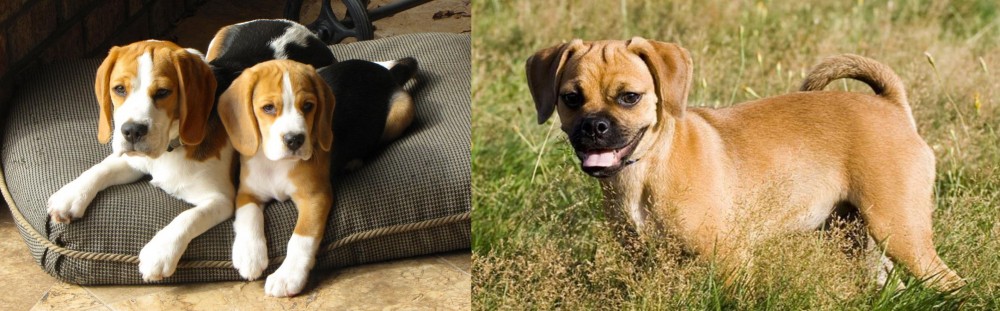 Puggle vs Beagle - Breed Comparison