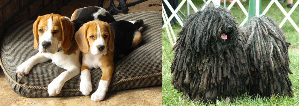 Puli vs Beagle - Breed Comparison