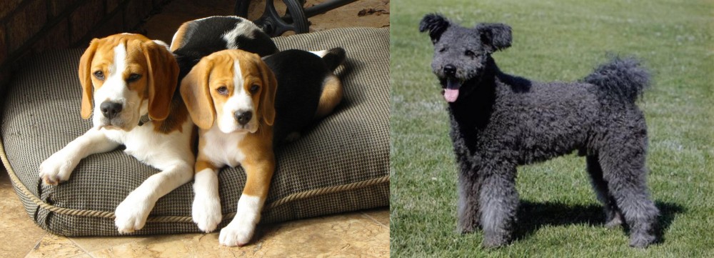 Pumi vs Beagle - Breed Comparison