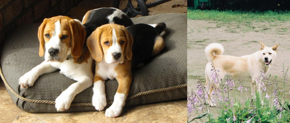 Pungsan Dog vs Beagle - Breed Comparison