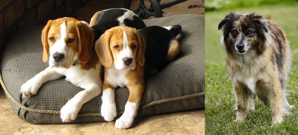Pyrenean Shepherd vs Beagle - Breed Comparison