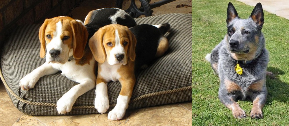 Queensland Heeler vs Beagle - Breed Comparison