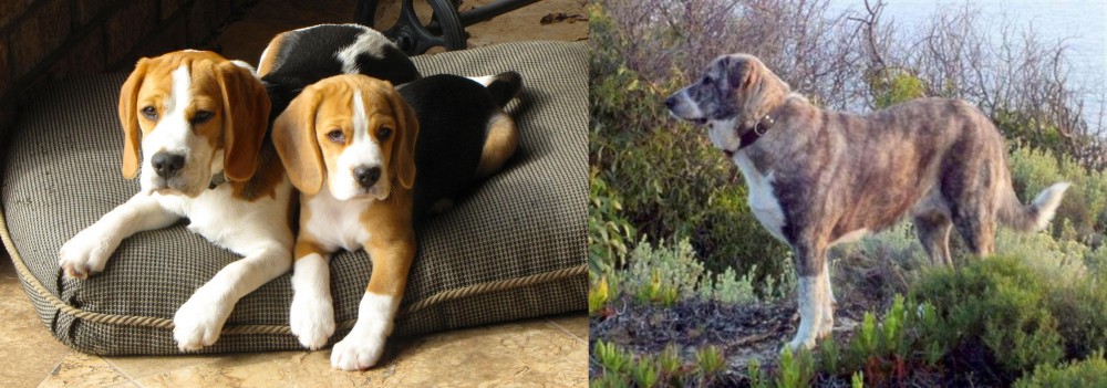 Rafeiro do Alentejo vs Beagle - Breed Comparison