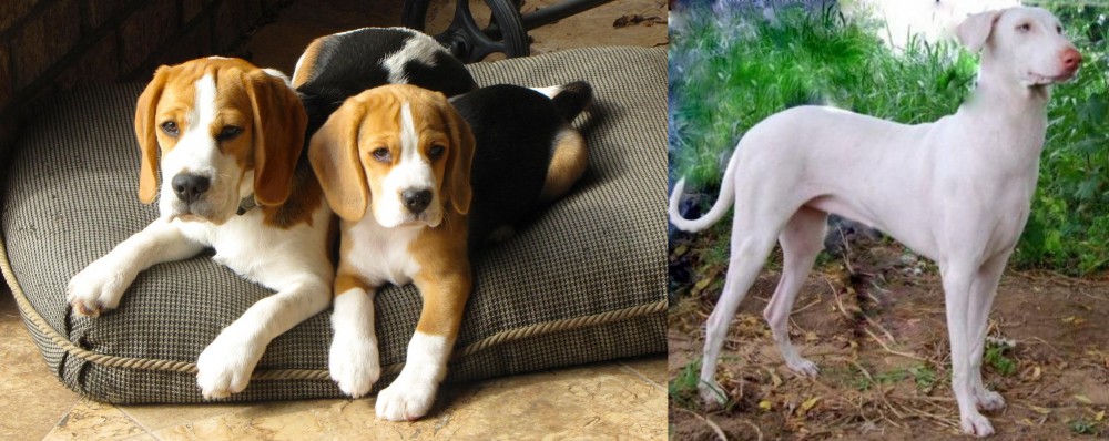 Rajapalayam vs Beagle - Breed Comparison