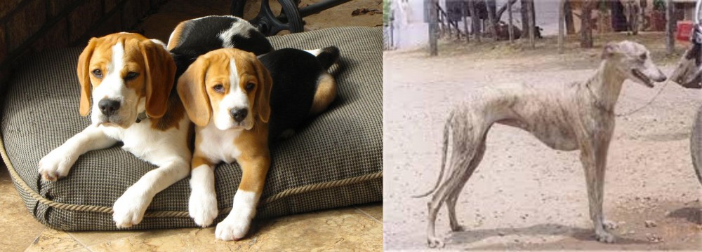 Rampur Greyhound vs Beagle - Breed Comparison