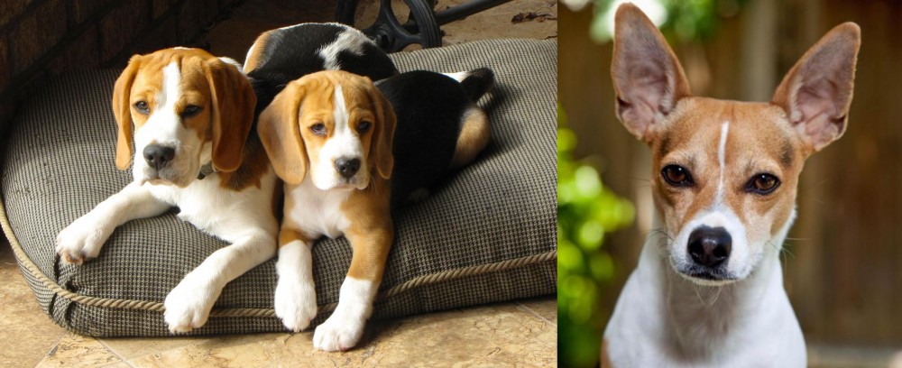 Rat Terrier vs Beagle - Breed Comparison