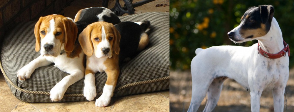 Ratonero Bodeguero Andaluz vs Beagle - Breed Comparison