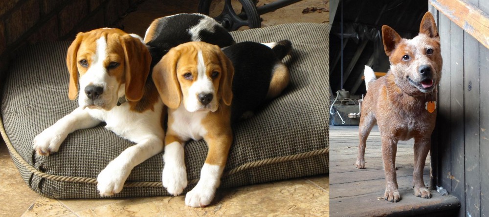 Red Heeler vs Beagle - Breed Comparison