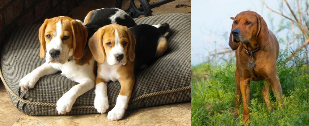 Redbone Coonhound vs Beagle - Breed Comparison