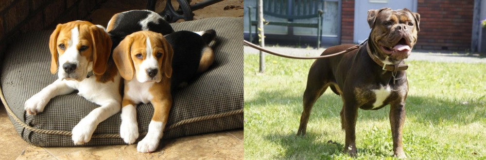 Renascence Bulldogge vs Beagle - Breed Comparison
