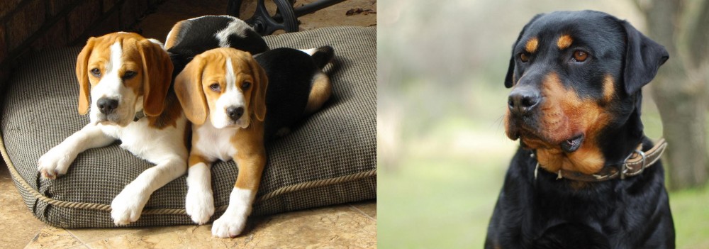 Rottweiler vs Beagle - Breed Comparison