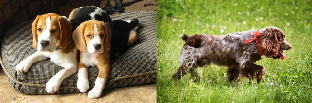 Russian Spaniel vs Beagle - Breed Comparison