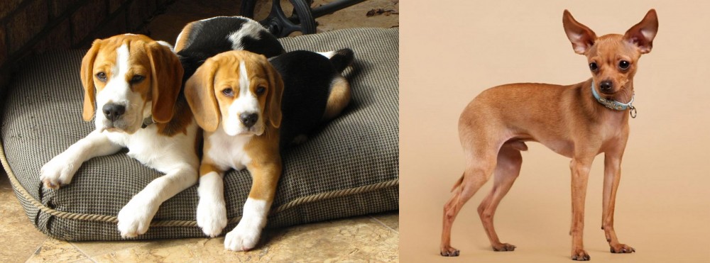 Russian Toy Terrier vs Beagle - Breed Comparison
