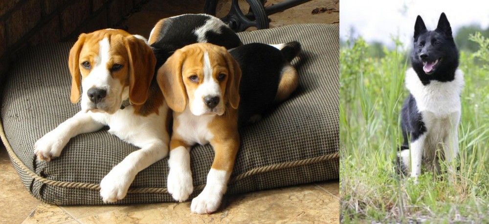 Russo-European Laika vs Beagle - Breed Comparison