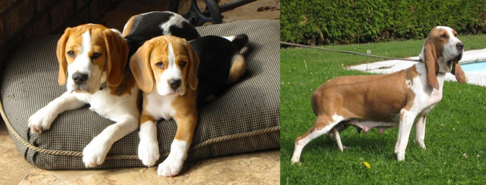 Sabueso Espanol vs Beagle - Breed Comparison