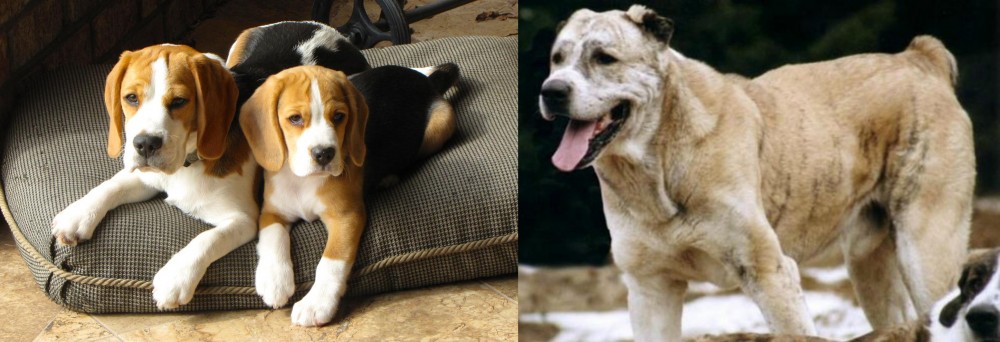Sage Koochee vs Beagle - Breed Comparison