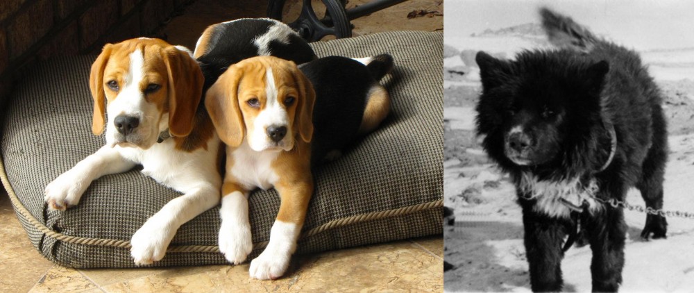 Sakhalin Husky vs Beagle - Breed Comparison