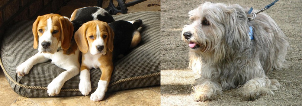 Sapsali vs Beagle - Breed Comparison