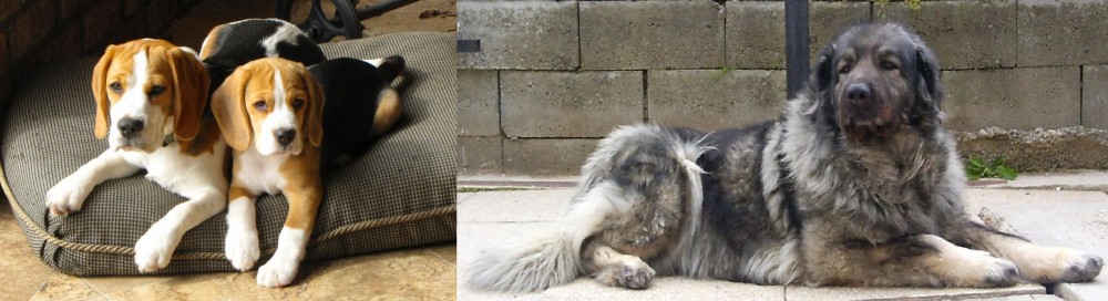 Sarplaninac vs Beagle - Breed Comparison
