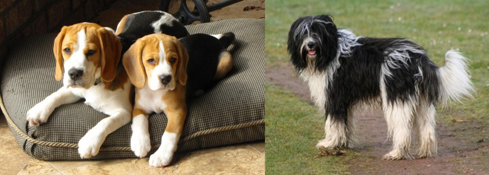 Schapendoes vs Beagle - Breed Comparison