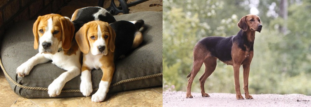 Schillerstovare vs Beagle - Breed Comparison