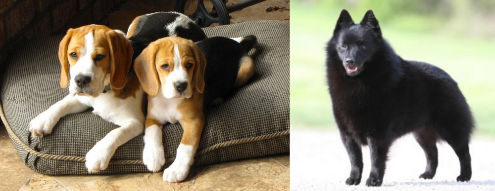 Schipperke vs Beagle - Breed Comparison