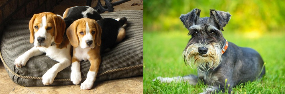 Schnauzer vs Beagle - Breed Comparison