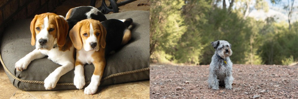 Schnoodle vs Beagle - Breed Comparison