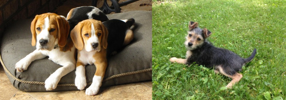 Schnorkie vs Beagle - Breed Comparison