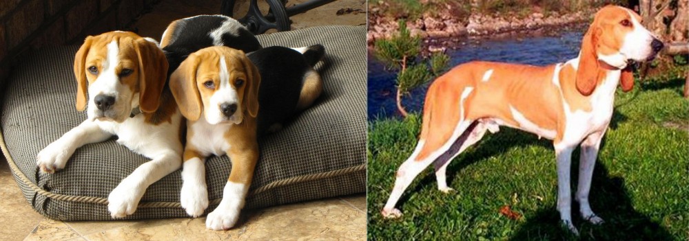 Schweizer Laufhund vs Beagle - Breed Comparison