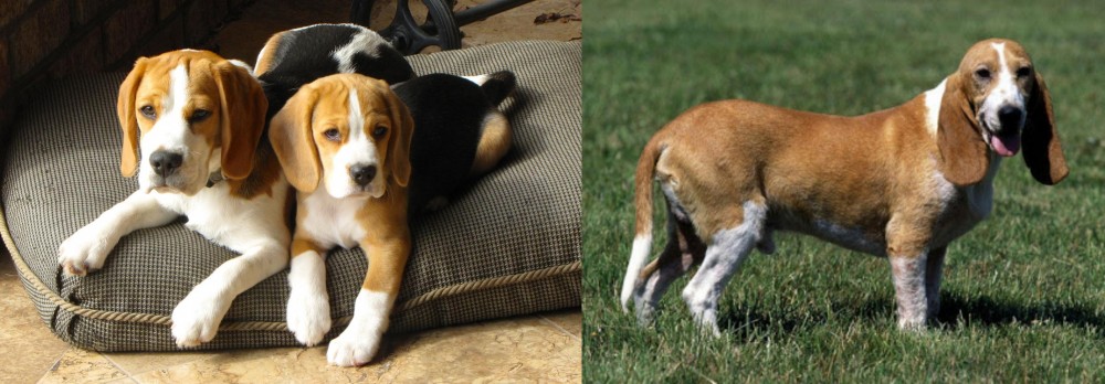 Schweizer Niederlaufhund vs Beagle - Breed Comparison