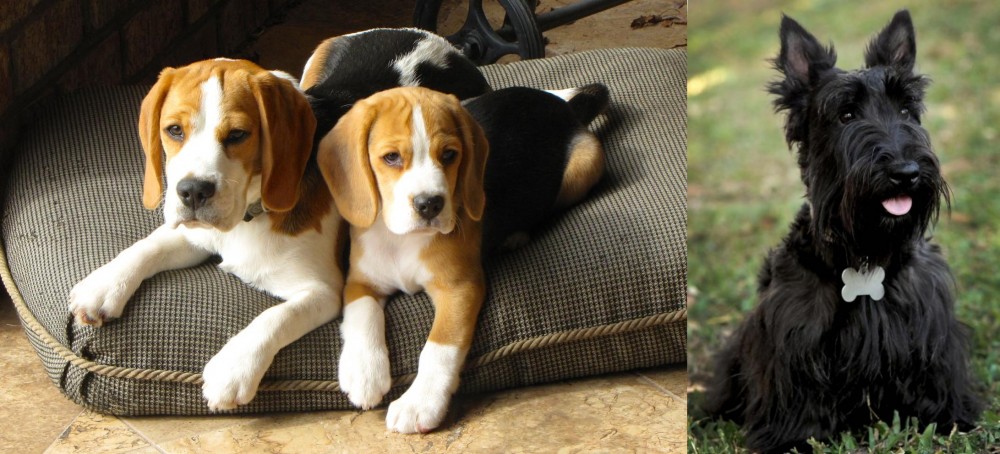 Scoland Terrier vs Beagle - Breed Comparison