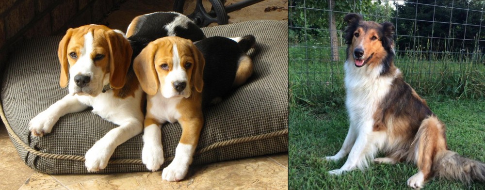 Scotch Collie vs Beagle - Breed Comparison