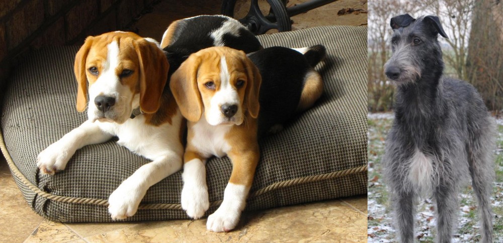 Scottish Deerhound vs Beagle - Breed Comparison