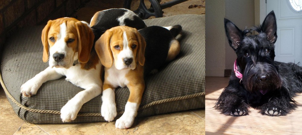 Scottish Terrier vs Beagle - Breed Comparison