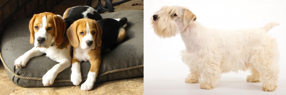 Sealyham Terrier vs Beagle - Breed Comparison