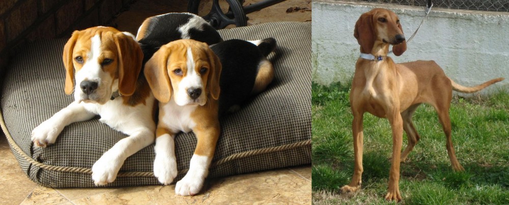 Segugio Italiano vs Beagle - Breed Comparison